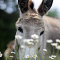 Donkey #1822