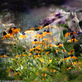 Dreams of Summer