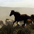 Horse #2223