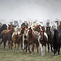 Horse Drive 5599