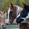 Remy, Rhett, and Cleo