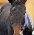Alice the Mule