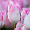 Tulips #612