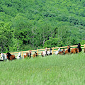 Rosemary Farm Herd #225